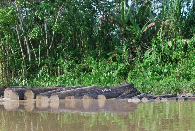  Denunciam a cumplicidade dos empresÃ¡rios em maior caso de madeira ilegal do Peru